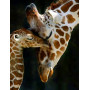 Kit de broderie diamant - Girafes